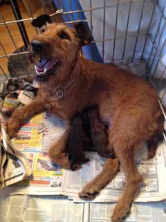 Candie with her August 2012 Litter