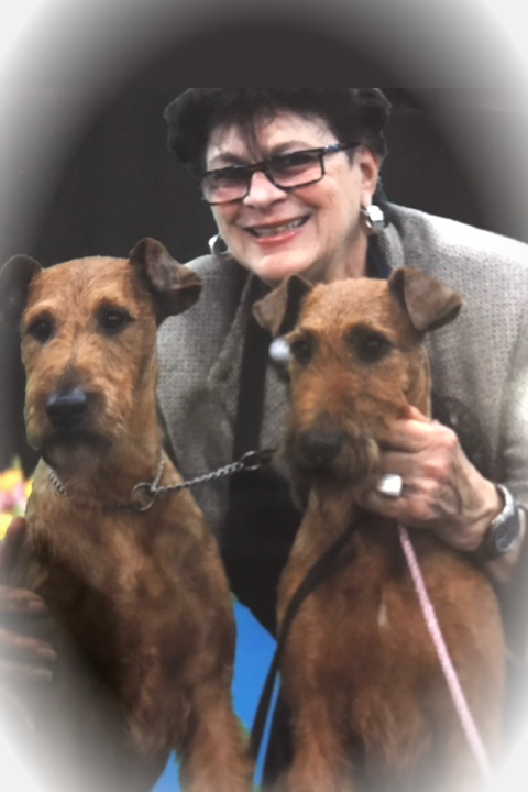 Irish Rose with two Irish Terriers